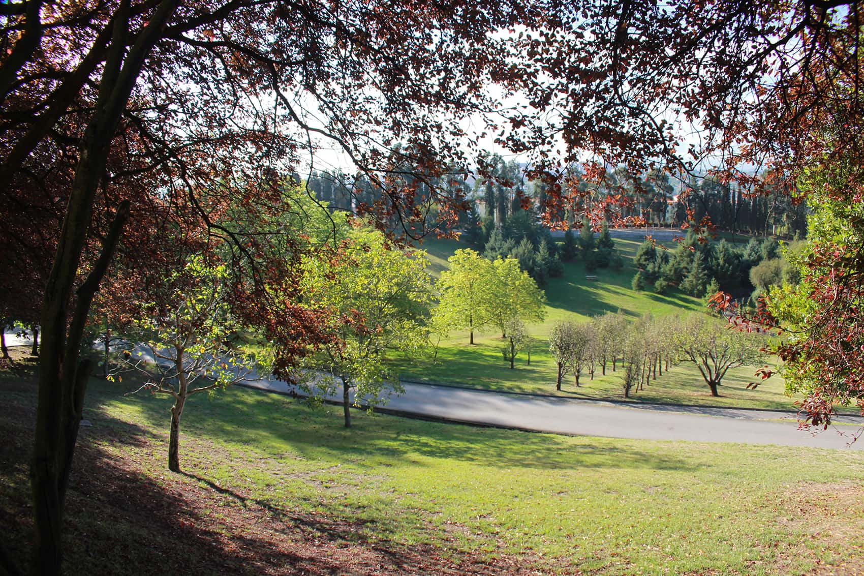 Vista de la amplia variedad de especies botánicas del Parque de Purificación Tomás por donde discurre el camino del paseo.